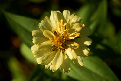 Close-up of yellow flowering plant leaves