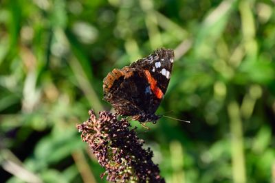 Close-up of butterfly pollinating on flower