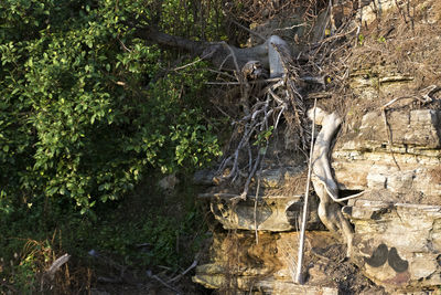 Plants growing on tree trunk