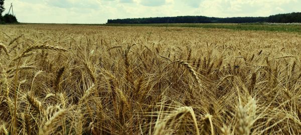 Scenic view of wheat field against sky