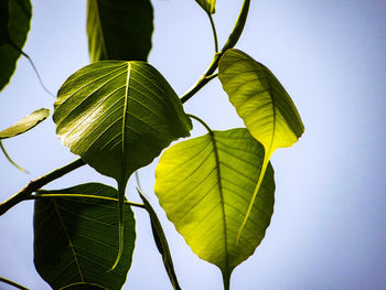 Close-up of leaves against clear sky