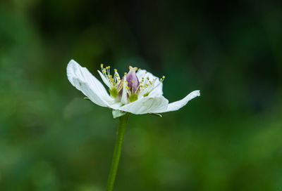 Close-up of white flowering plant