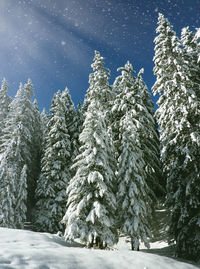 Close-up of snow covered trees against sky at night