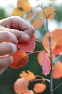 Close-up of hand holding orange flowers