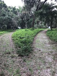 View of trees in forest