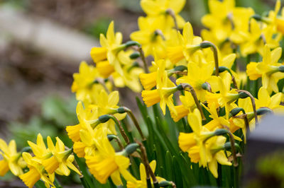 Close-up of yellow flowering plant