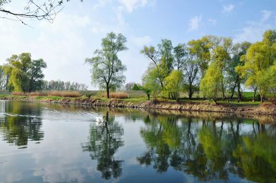 Reflection of trees in lake against sky