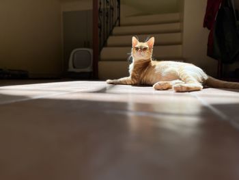 Cat sitting on floor