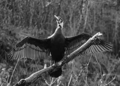 Crested cormorant perching on branch