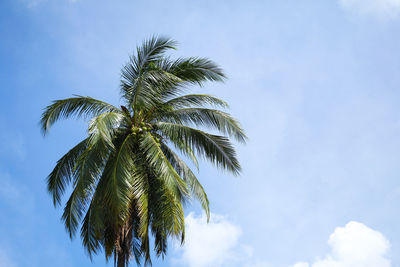 Coconut tree under blue sky and bright sun.