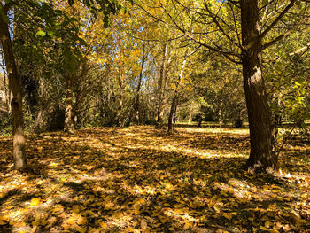 Trees in park during autumn