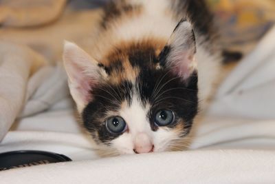 Close-up portrait of kitten on bed