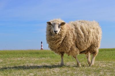 Sheep standing on field against clear sky