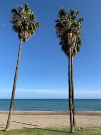 Palm tree by sea against sky