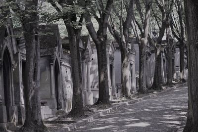 Panoramic shot of trees growing in forest