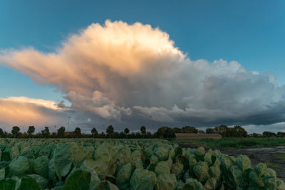 Thundery shower illuminated by the setting sun