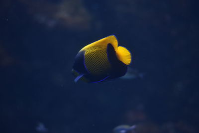 Close-up of underwater