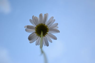 Close-up of white flowering plant against blue sky