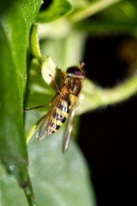 Close-up of insect on leaf