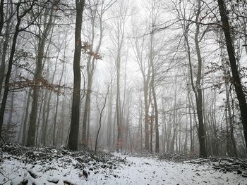 Bare trees in forest during winter