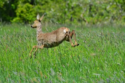 Side view of giraffe running on field