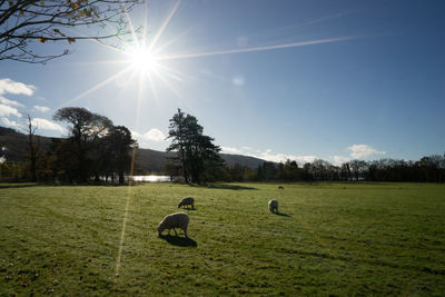 Scenic view of grassy field against sky