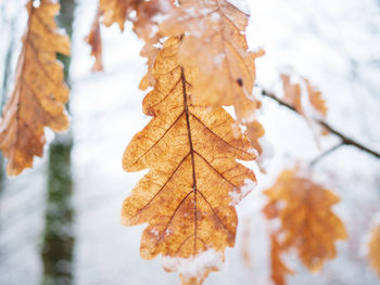 Close-up of dry maple leaves on tree during winter