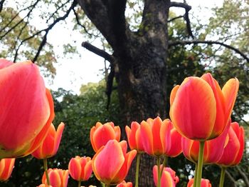 Close-up of flowers blooming against sky