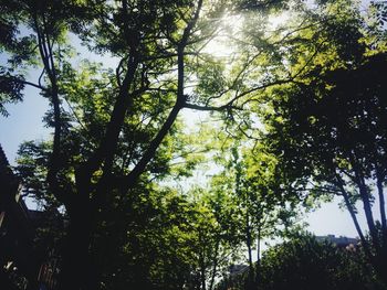 Low angle view of trees in forest