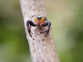 Close-up of insect