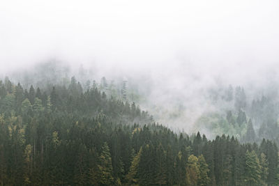 Scenic view of forest against sky during foggy weather