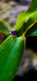 Close-up of purple rose on leaf