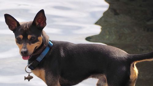 Portrait of dog looking away