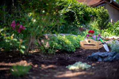 Gardening. crate full of flowerpots and garden tools ready for planting in sunny garden. 