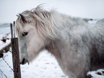 Close-up of horse in winter