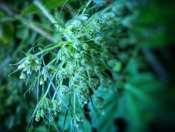 Close-up of plant against blurred background