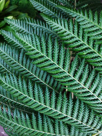 Full frame shot of succulent plant