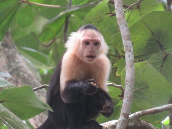 Monkey on tree branch