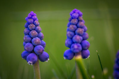 Close-up of purple berries growing on plant