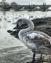 Close-up of swan in lake