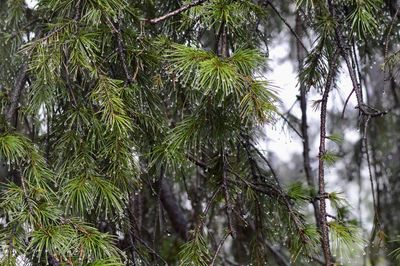 Low angle view of pine tree