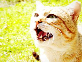 Close-up of cat yawning