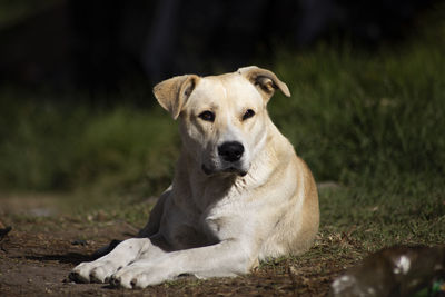 Portrait of dog sitting on field