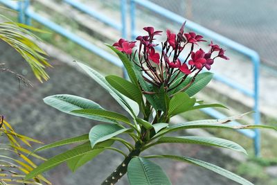 High angle view of maroon frangipanis blooming on branch