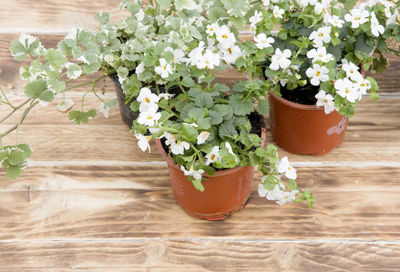 Close-up of potted plant on table