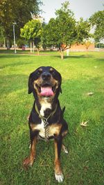 Dog sitting on field