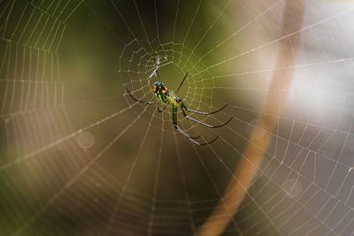 Spider on web