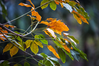 Close-up of autumnal leaves against blurred background