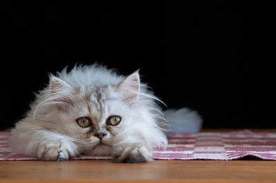 Portrait of white cat relaxing on floor