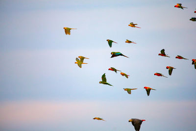 Low angle view of birds flying in sky